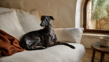Chien : Photo d'un Petit Lévrier Italien malade