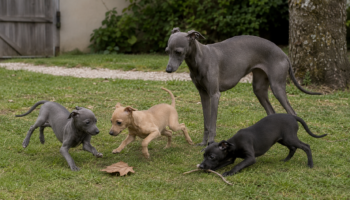 Chien : Prix d'un Petit Lévrier Italien