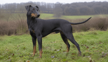 Chien : Photo d'un Terrier de Manchester