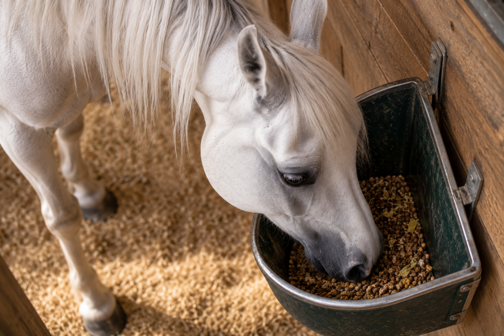 Cheval Pur-sang arabe mangeant une ration adaptée, illustration de l’alimentation du cheval atteint de syndrome métabolique équin.