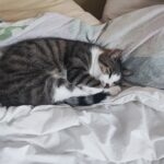 CIllas   Chat de gouttière (Commun) Mâle stérilisé - Garde d'animaux à domicile