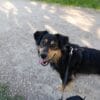 Images de profil de Mélanie - Blooming Pets - Petsitting et garde d'animaux à domicile