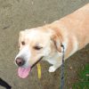 Images de profil de Mélusine - Blooming Pets - Petsitting et garde d'animaux à domicile
