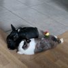 Images de profil de SANDRINE - Blooming Pets - Petsitting et garde d'animaux à domicile