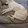 Images de profil de SANDRINE - Blooming Pets - Petsitting et garde d'animaux à domicile