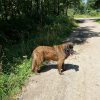 Images de profil de SANDRINE - Blooming Pets - Petsitting et garde d'animaux à domicile