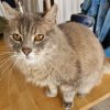Images de profil de SANDRINE - Blooming Pets - Petsitting et garde d'animaux à domicile