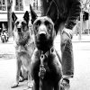 Images de profil de SANDRINE - Blooming Pets - Petsitting et garde d'animaux à domicile