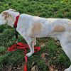 Images de profil de SANDRINE - Blooming Pets - Petsitting et garde d'animaux à domicile