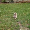 Images de profil de SANDRINE - Blooming Pets - Petsitting et garde d'animaux à domicile