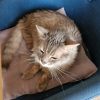 Images de profil de SANDRINE - Blooming Pets - Petsitting et garde d'animaux à domicile