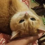 Waffle   British Shorthair Mâle stérilisé - Garde d'animaux à domicile