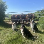 Image de profil de Fabien - Blooming Pets - Petsitting et garde d'animaux à domicile