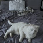 Bilbo   Abyssin Mâle - Garde d'animaux à domicile