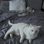 Bilbo   Abyssin Mâle - Garde d'animaux à domicile