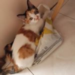 REA   Chat de gouttière (Commun) Femelle stérilisée - Garde d'animaux à domicile