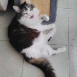 Ezia   Chat de gouttière (Commun) Femelle stérilisée - Garde d'animaux à domicile