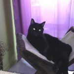 Thaot   Chat de gouttière (Commun) Femelle - Garde d'animaux à domicile
