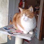 CARAMEL   Chat de gouttière (Commun) Mâle stérilisé - Garde d'animaux à domicile