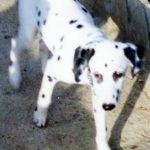 Tricha   Dalmatien Femelle stérilisée - Garde d'animaux à domicile