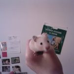 Channelle   Hamster Syrien (Doré) Femelle - Garde d'animaux à domicile
