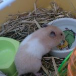 Penda   Hamster Syrien (Doré) Femelle - Garde d'animaux à domicile