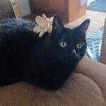 Clochette   Abyssin Femelle - Garde d'animaux à domicile