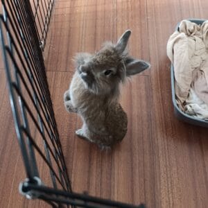 Un petit lapin avec un grand appétit !