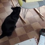 Ness   European Shorthair (Européen) Femelle - Garde d'animaux à domicile