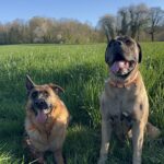 STARK   Berger Allemand Mâle stérilisé - Garde d'animaux à domicile