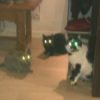 Images de profil de orlamunder - Blooming Pets - Petsitting et garde d'animaux à domicile