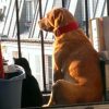 Images de profil de orlamunder - Blooming Pets - Petsitting et garde d'animaux à domicile