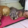 Images de profil de orlamunder - Blooming Pets - Petsitting et garde d'animaux à domicile