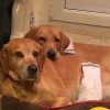 Images de profil de orlamunder - Blooming Pets - Petsitting et garde d'animaux à domicile