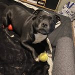 Maya Mon Chien  Staffordshire Bull Terrier Femelle - Garde d'animaux à domicile