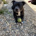 Liroy Mon Chien  Staffordshire Bull Terrier Mâle stérilisé - Garde d'animaux à domicile