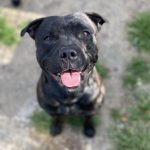 Philou Mon Chien  Staffordshire Bull Terrier Mâle stérilisé - Garde d'animaux à domicile
