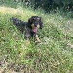 Vaika Mon Chien  Teckel Femelle - Garde d'animaux à domicile