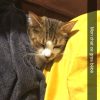 Images de profil de Sephora - Blooming Pets - Petsitting et garde d'animaux à domicile