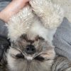 Images de profil de Sephora - Blooming Pets - Petsitting et garde d'animaux à domicile