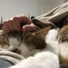 Images de profil de Sephora - Blooming Pets - Petsitting et garde d'animaux à domicile
