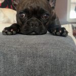 Tania Mon Chien  Bouledogue Français Femelle - Garde d'animaux à domicile