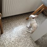 Canelle Mon Chien  Chihuahua Femelle - Garde d'animaux à domicile