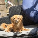 Chanel Mon Chien  Chihuahua Femelle - Garde d'animaux à domicile