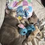 Niska Mon Chat  Chat de gouttière (Commun) Mâle - Garde d'animaux à domicile