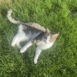 Praline Mon Chat  Chat de gouttière (Commun) Femelle - Garde d'animaux à domicile