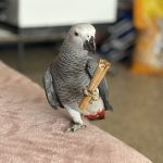 Charlie Mon Oiseau en cage  Gris du Gabon Mâle - Garde d'animaux à domicile