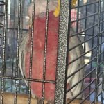 Diego Mon Oiseau en cage  Cacatoès Rosalbin Mâle - Garde d'animaux à domicile