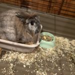 Panpan Mon Lapin  Nain Femelle - Garde d'animaux à domicile