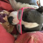 Image de profil de Audrey - Blooming Pets - Petsitting et garde d'animaux à domicile